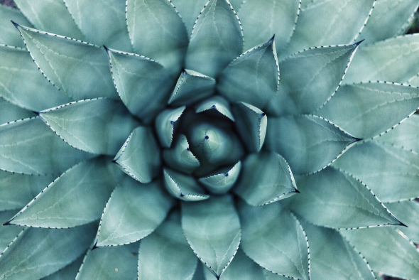 Close-up of a symmetrical agave plant with bluish-green leaves and sharp pointed ti